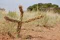Caña de Cholla, Pequeño, Albuquerque.JPG