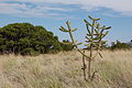 Caña de Cholla, Albuquerque.JPG
