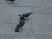 Archivo: Pigeondance.ogg