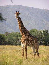 Jirafa standing.jpg