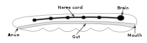 Un cuerpo en forma de barra contiene un sistema digestivo que va desde la boca en un extremo hasta el ano en el otro. Junto con el sistema digestivo es un cordón nervioso con un cerebro al final, cerca de la boca.