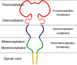 El sistema nervioso se muestra como una barra con protuberancias a lo largo de su longitud. La médula espinal en la parte inferior se conecta a la parte posterior del cerebro que se ensancha hacia fuera antes de reducir de nuevo. Este está conectado al cerebro medio, que sobresale de nuevo, y que finalmente conecta con el cerebro anterior que tiene dos grandes protuberancias.