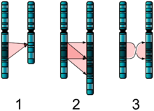 Tres diagramas de pares de cromosomas A, B, que son casi idénticos. 1: B le falta un segmento de A. 2: B tiene dos copias adyacentes de un segmento de A. 3: copia de B del segmento de A está en orden inverso.