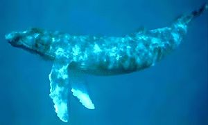 Una ballena nadando horizontalmente bajo el agua, con las aletas delanteras largas extendidas y con la piel moteada.