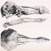 Litografía del cráneo del Dodo en el Museo de Oxford