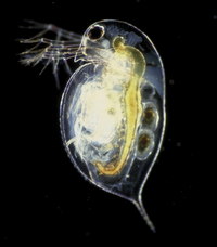 Un transparente, animal microscópico, oval contra un fondo negro. La cabeza tiene un ojo grande, antenas, y llega a un pico puntiagudo. El resto del animal es redondo liso y grasa, que culminó en una cola puntiaguda. La anatomía interna es evidente.