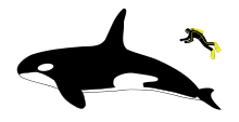 Diagrama que muestra una ballena asesina y buzo desde el lado: La ballena es aproximadamente cuatro veces más larga que la persona, que es más o menos el tiempo que la aleta dorsal de la ballena.
