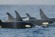 Un grupo de orcas ha salido a la superficie. Cuatro aletas dorsales son visibles, tres de los cuales curva hacia atrás en la punta.