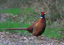 Perfil de un gran pájaro marrón con una cabeza de color verde y rojo y un collar blanco