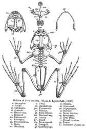 Esqueleto de la rana