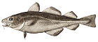 Bacalao del Atlántico