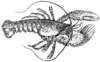 Langosta